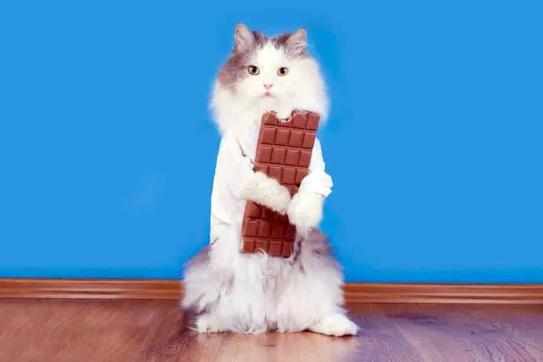 Kunnen katten chocolade eten?